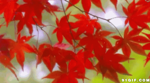 树叶 红叶 红彤彤 漂亮