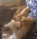 猫咪 可爱 萌宠 玩耍