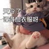 萌宠 猫星人 天冷了 记得加衣服啊 呆萌 可爱