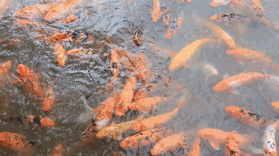 观赏鱼 河水 红色 一群