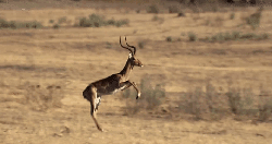 动物 掠食动物战场 纪录片 羚羊 草原 跳