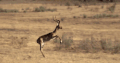 动物 掠食动物战场 纪录片 羚羊 草原 跳