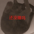 沙雕猫 猫咪 猫 可爱猫 猫表情包 猫咪表情包 小猫