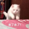 萌宠 猫星人 来了来了 我来了 呆萌 可爱