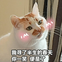 萌宠 猫咪 猫 喵星人 害羞 土味情话 情话 撩