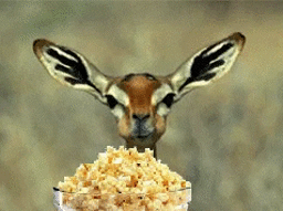 动物世界 小鹿 吃饭 可爱