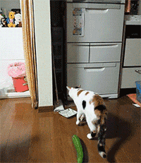 猫咪 黄瓜 可爱 吓了一跳