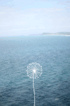 蒲公英 壁纸 河水 流动