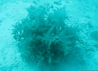 海底 神奇 触碰 含羞草