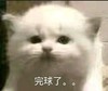 萌宠 喵星人 完球了 闯祸了 呆萌 可爱