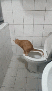 猫咪 拉粑粑 马桶