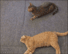 猫咪 小狗 打架 动态