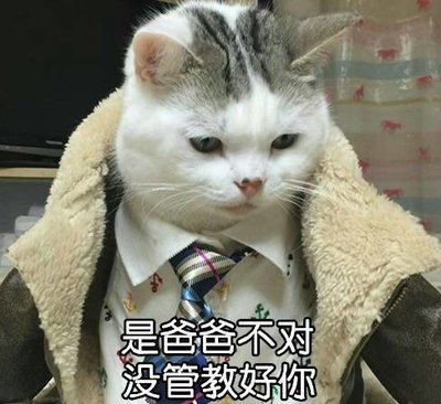 猫咪 领带 低头 是爸爸不对没管教好你