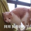 萌宠 猫星人 拜拜 我搬砖去了 呆萌 可爱