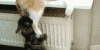 猫 狗 卖萌 可爱 萌宠