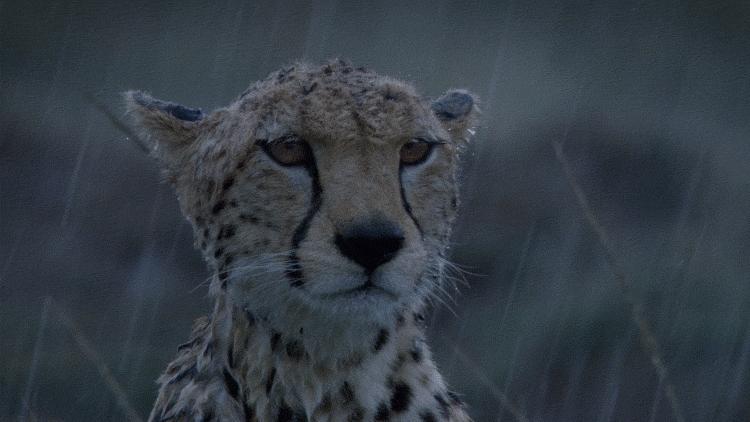 豹子 下雨 Rain 遥望