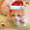 萌宠 猫咪 猫 圣诞 圣诞节