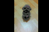 狗 卖萌 可爱 搞怪 搞笑