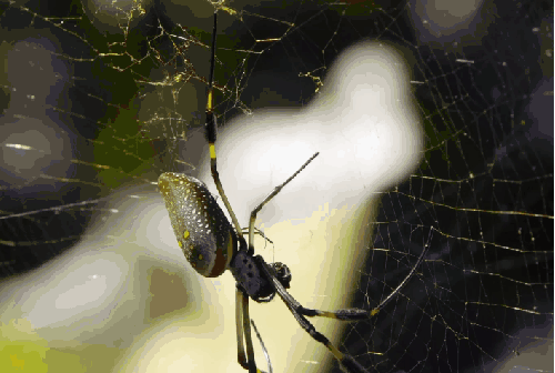 动物 哥斯达黎加 蜘蛛 蜘蛛网