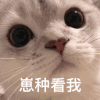 萌宠 猫星人 看我 凝视 搞怪 呆萌