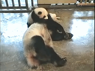 大熊猫 摇晃 醒来 叫醒