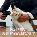 猫咪 拿枪 你开抢吧 反正我的心早就死了