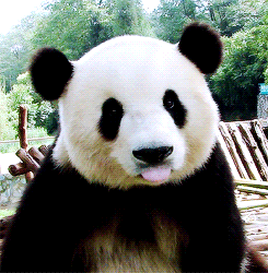 熊猫 动物 闪烁 舔