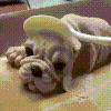 惊恐 狗 蛋糕 抖音