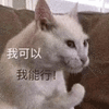 沙雕猫 猫咪 猫 可爱猫 猫表情包 猫咪表情包 小猫