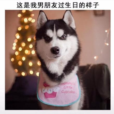 男朋友 汪星人 哈士奇 搞笑 萌宠