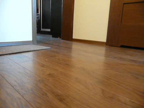 小猫 室内 奔跑 可爱