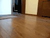 小猫 室内 奔跑 可爱