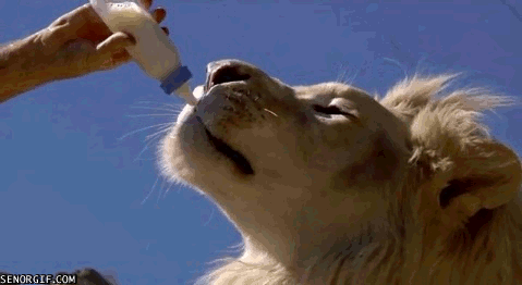 狮子 喂奶 喝奶