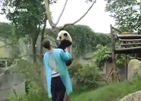 抱抱 熊猫 抱大腿 大熊猫 可爱 国宝 熊猫饲养员 饲养员