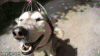 哈士奇 Siberian husky 二哈 按摩 享受