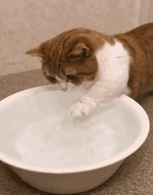 猫咪 划水 玩耍 可爱