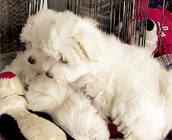 狗狗 白色 抱着舒服 可爱
