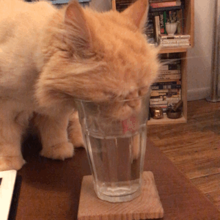 猫 喝 口渴 有趣