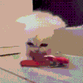 猫咪 喵星人 可爱 玩耍