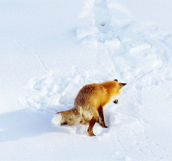 狐狸 跳跃 雪上捕猎 钻 头疼 牛逼