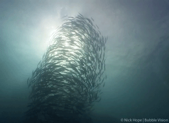 沙丁鱼 海底世界 阳光 震撼 旋转 自然 海洋 ocean nature