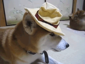 汪星人 柴犬 帽子 逗比