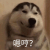 二哈 嗯哼 搞笑 生无可恋 可爱