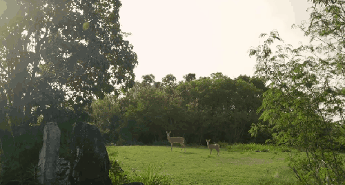 动物 可爱 小鹿 纪录片 维尔京群岛 美国 草坪