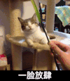 猫咪 可爱 呆萌 斗图 一脸放肆