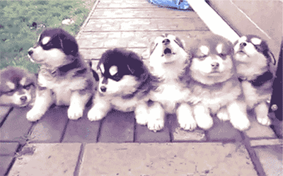 可爱 一群小狗 趴着 找妈妈
