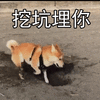 萌宠 汪星人 挖坑埋你 挖个坑 活泼 可爱