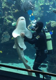 鲨鱼 海底  互动  鱼