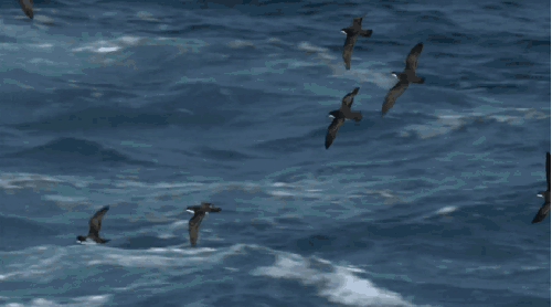 BBC 军舰鸟 加拉帕戈斯群岛 动作 动物 太平洋 纪录片 飞