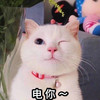 萌宠 猫星人 电你 撒娇 撩